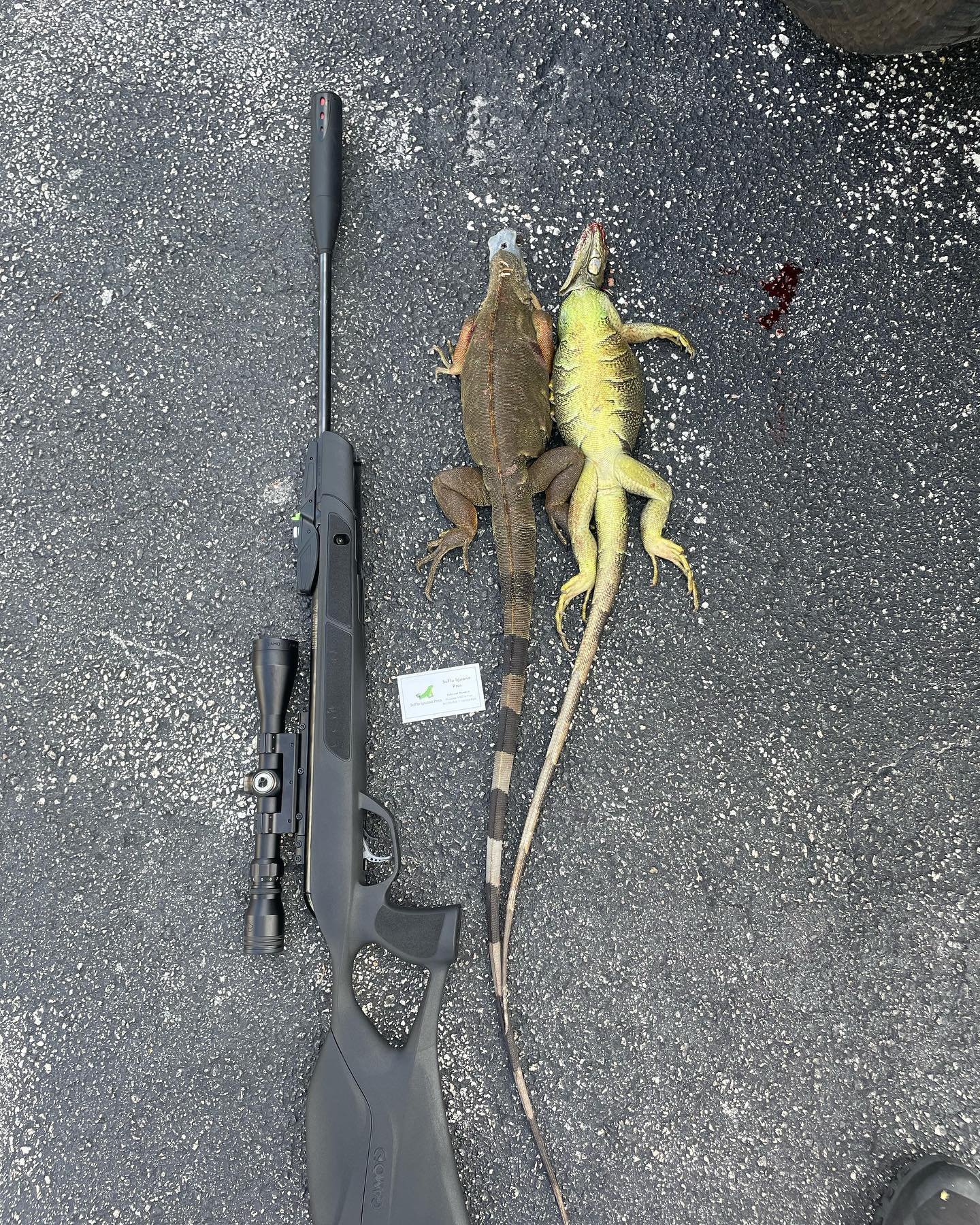 Soflo Iguana Pros 1