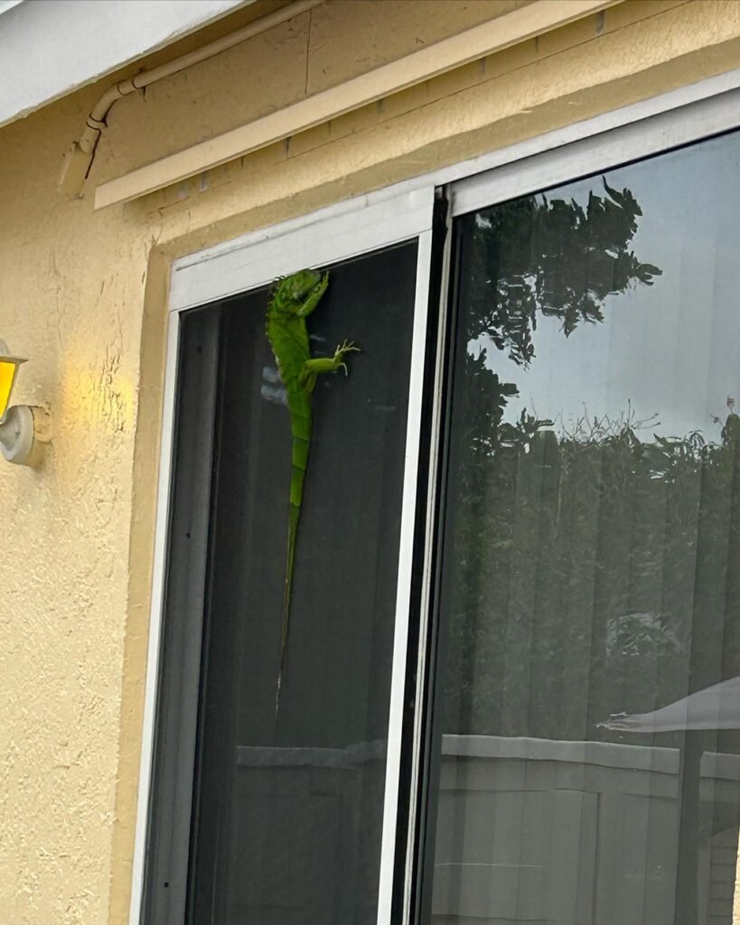Soflo Iguana Pros 12