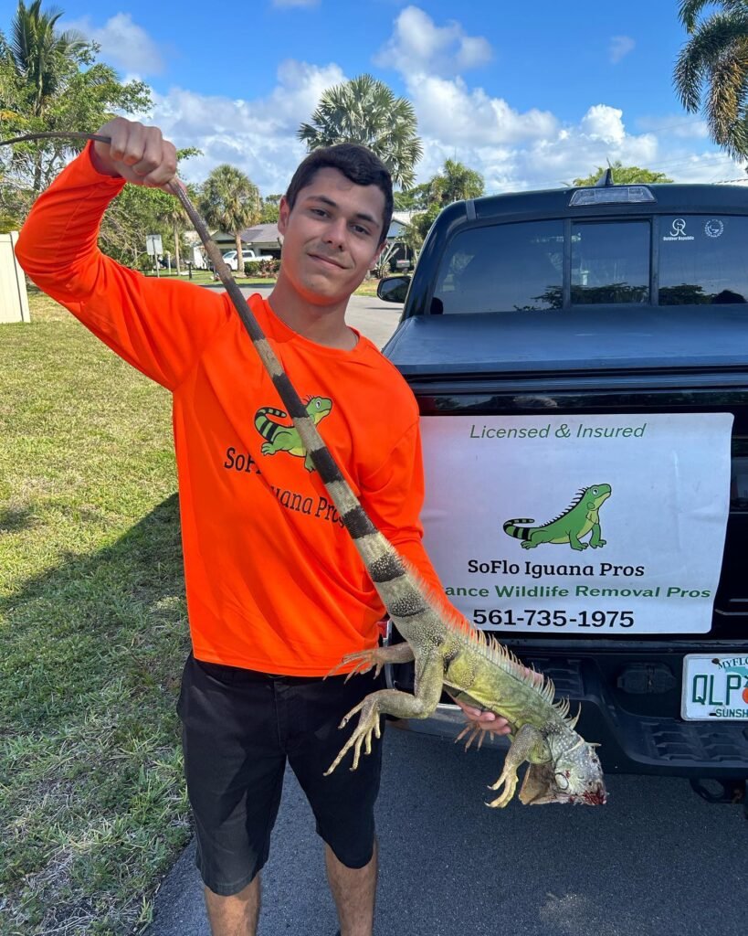 Soflo Iguana Pros 17