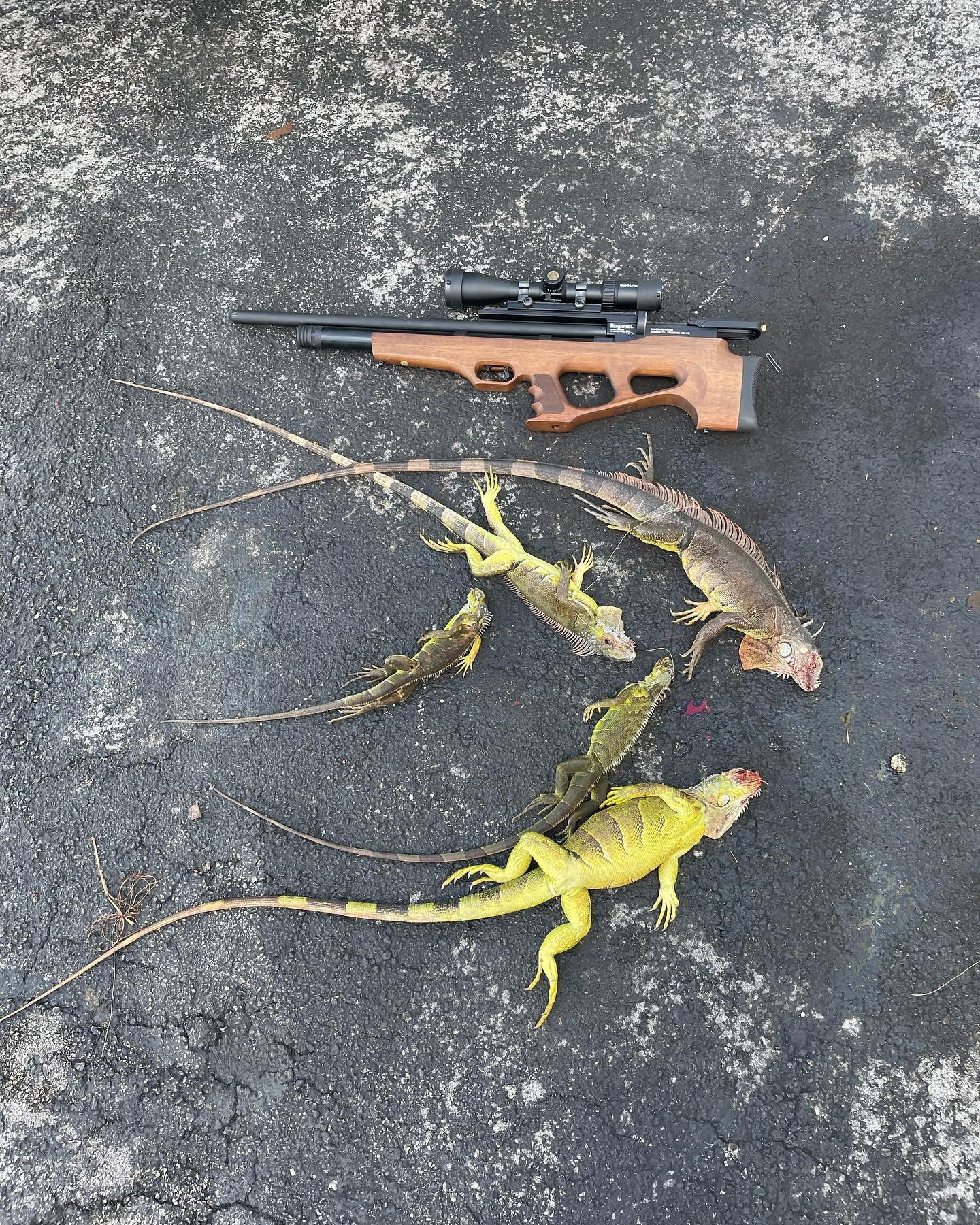Soflo Iguana Pros 5