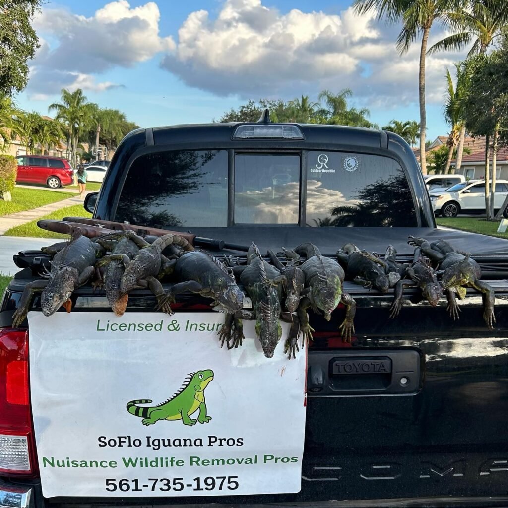 Soflo Iguana Pros 8