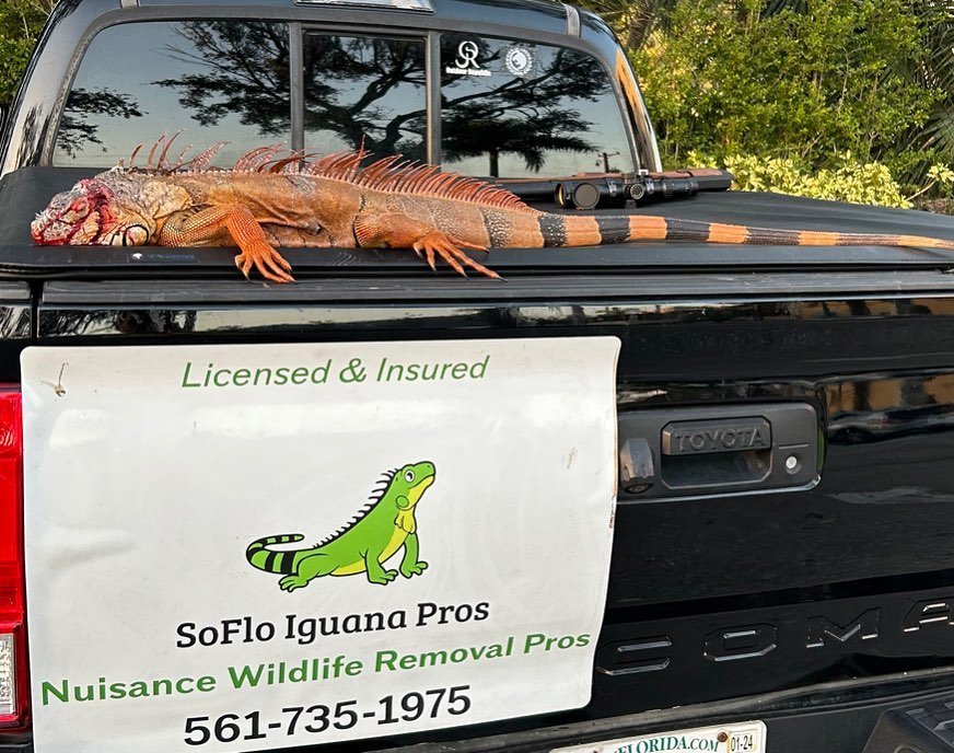 Soflo Iguana Pros 9