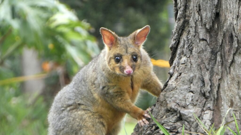 close up portrait common brushtail possum native animal wildlife marsupial in australia