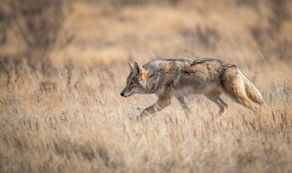 coyote in canada