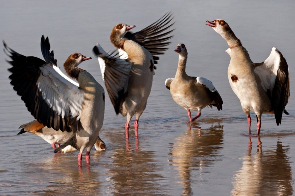 egyptian goose