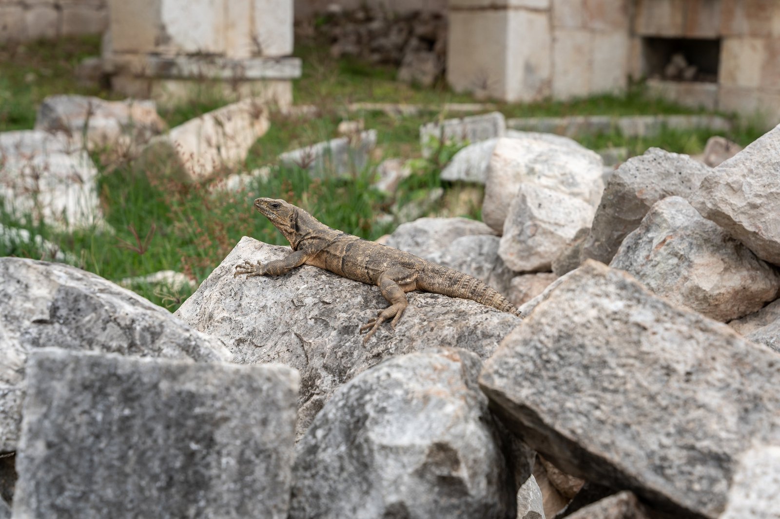 lizard or iguana at uxmal temple complex in yucatan mexico