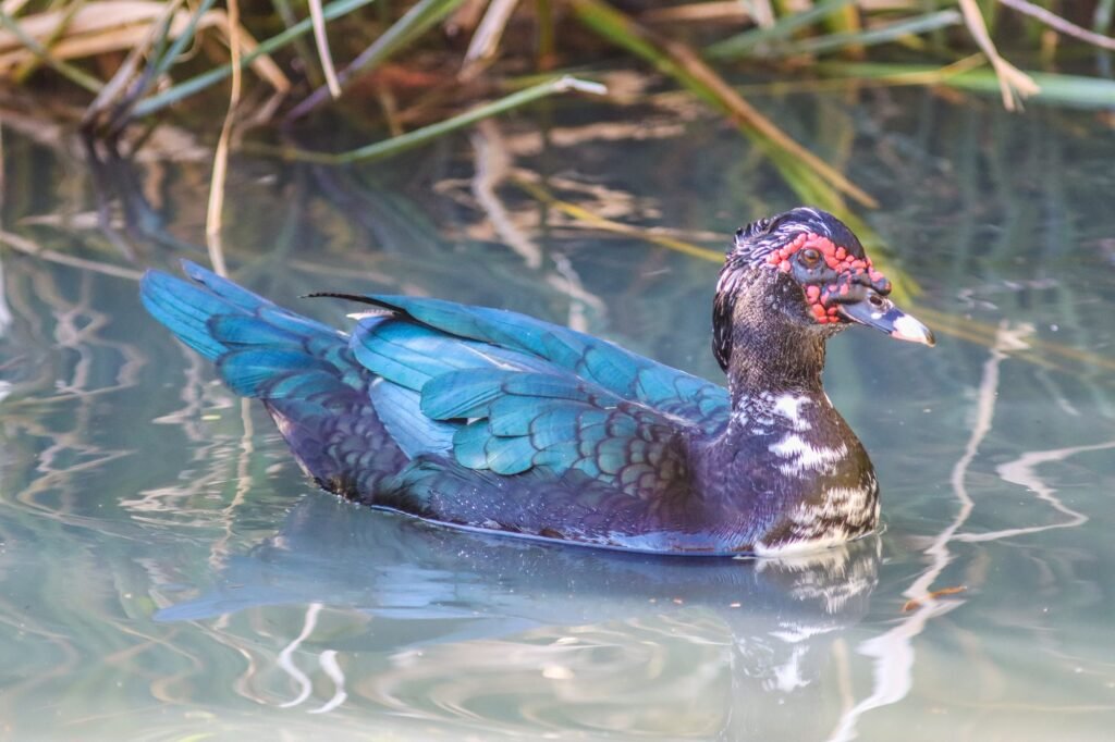 muscovy duck on a pond