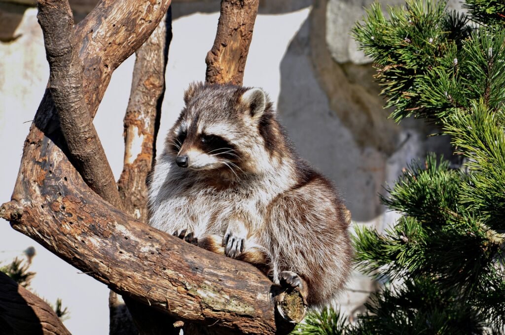 raccoon sits on a dry timber and heated in the sun