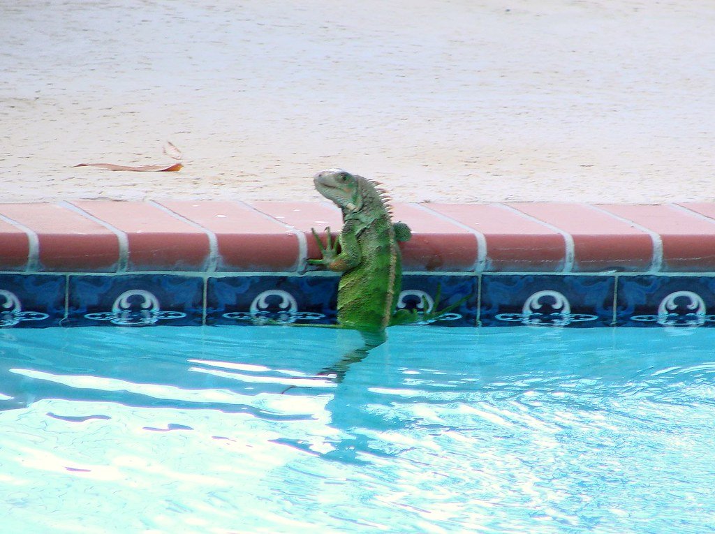 swimming pool lguana
