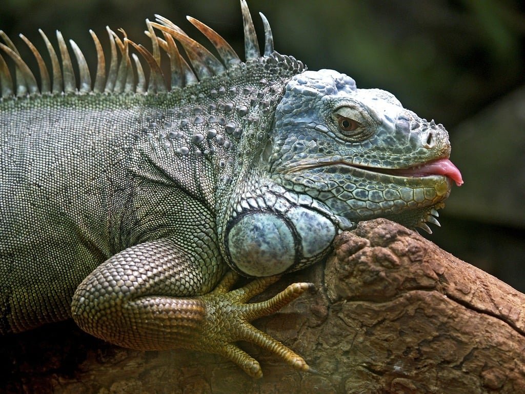 iguana lizard animal animals 6f31c2 1024