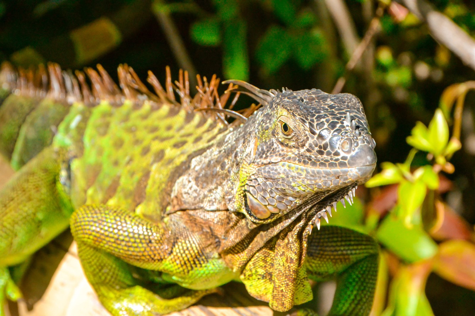 lguana 1 scaled