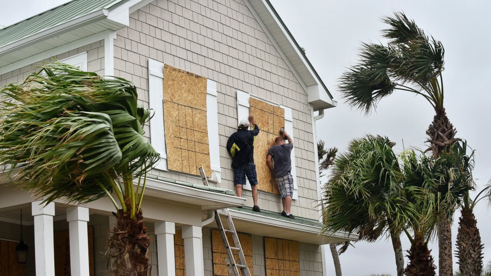 Storm Prep Keeping Your Property Safe From Wildlife After Hurricanes