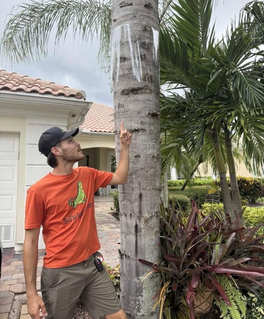 SoFlo ()